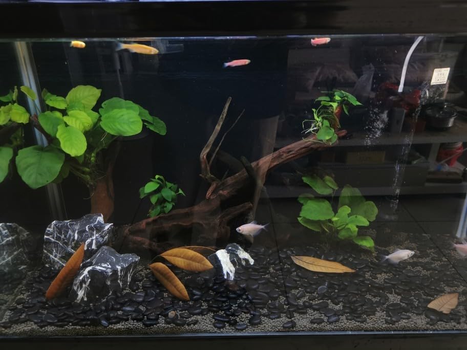 20 lbs Black Pebbles for Plants, 0.8-1.2 inch Small River Rocks for Landscaping, Decorative Stones for Planters Vase Fillers Fish Tank Gravel and Garden Rocks