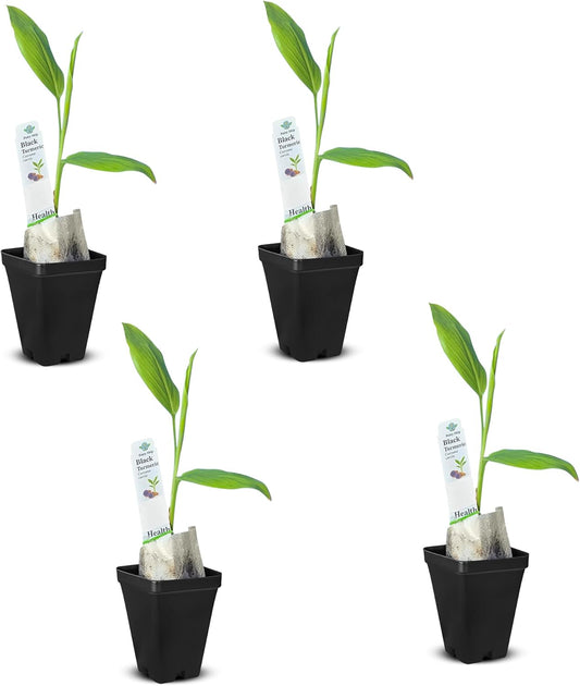 Premium Live Black Turmeric (Curcuma caesia) Plants - Rare Herbal Medicinal Plant, Perfect for Home Gardens (4 Black Turmeric Cups)