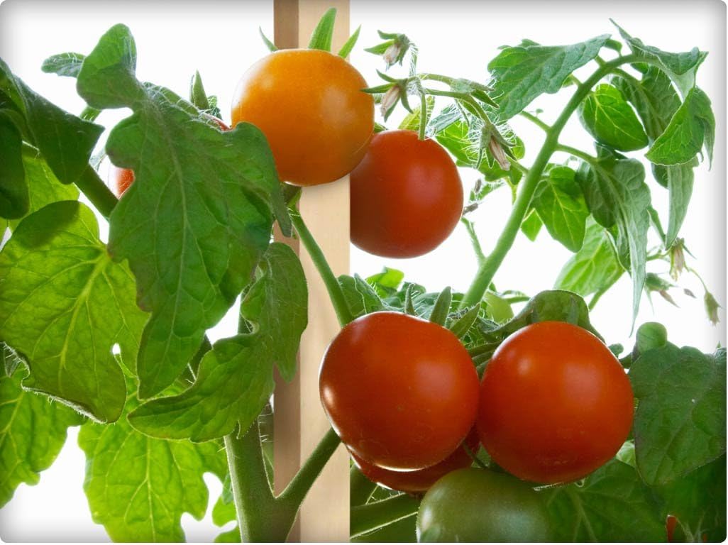 Greenes Fence 3 Ft. Wooden Garden and Sign Post Stakes (25-Pack)