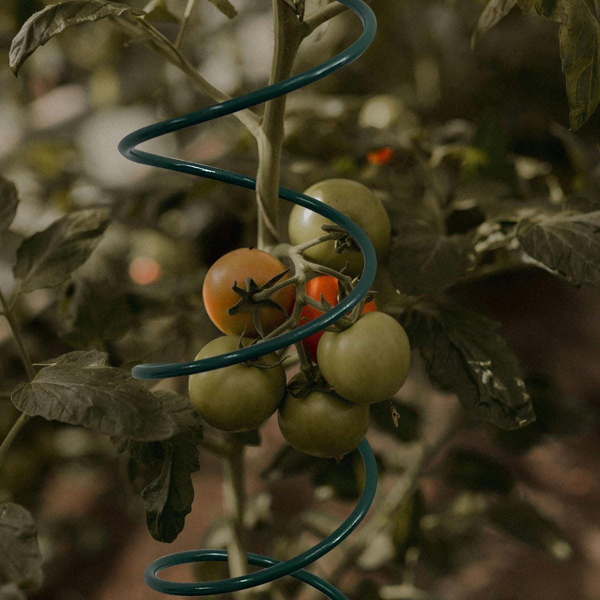 4Pack Spiral Tomato Stakes Plant Trellis ，Indoor Metal Wire Garden Trellis ，Small Climbing Leaf Shape Trellis for Garden Potted Plant