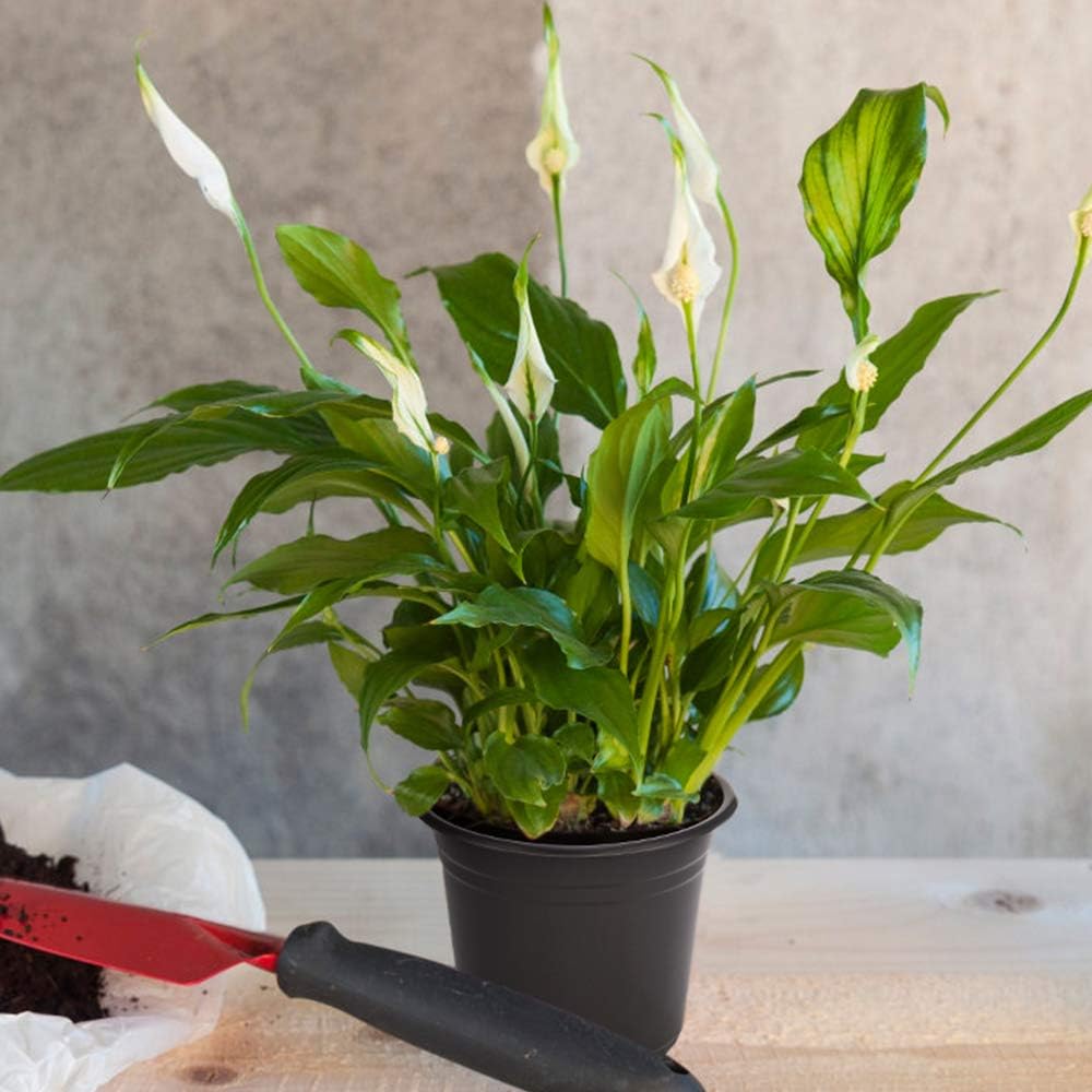 JERIA 100-Pack 0.5 Gallon Plant Nursery Pots, Plastic Pots for Flower Seedling, Flower Plant Container Seed Starting Pot, Come with 100 Pcs Plant Labels(Black)