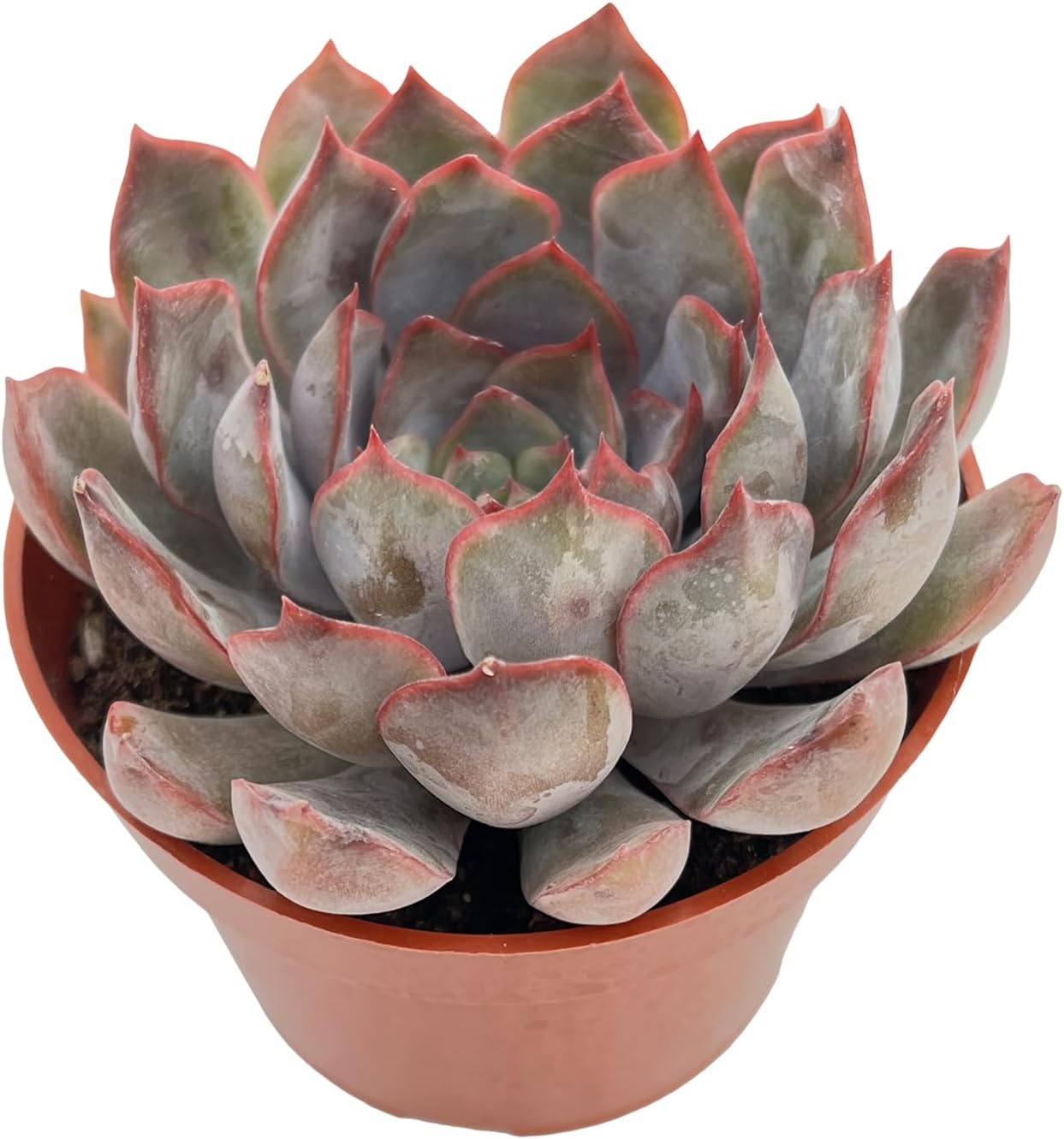 Live Succulent Plants Echeveria 'Dark Ice', Easy Care Potted Succulents, Approx 4" D x 4" H, Indoor Houseplant, Unique Gifts, Home Office Décor