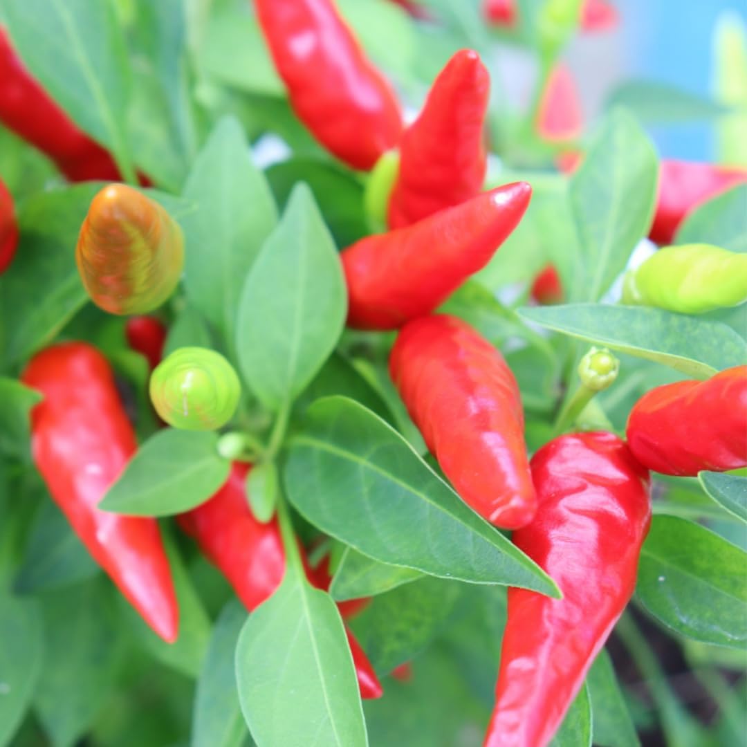 3 Hot Pequin Super Chili Pepper Plants Live in 2.5 Inch Pot for Planting Outdoor