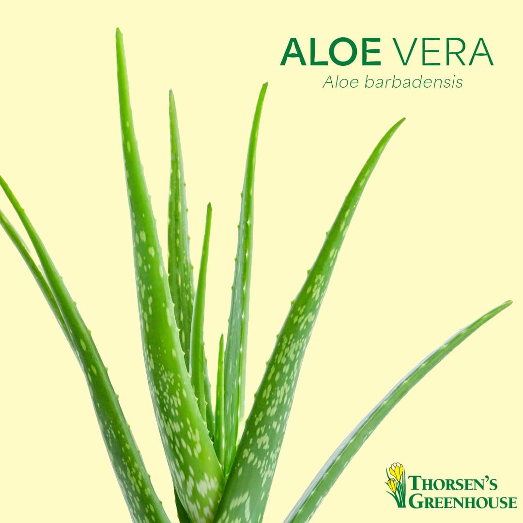 Thorsen's Greenhouse Aloe Vera, Live Indoor Plant, Aloe barbadensis, Easy to Grow, Succulent, Natural Air Purifier, 4" Diameter Pot (Nursery Pot)
