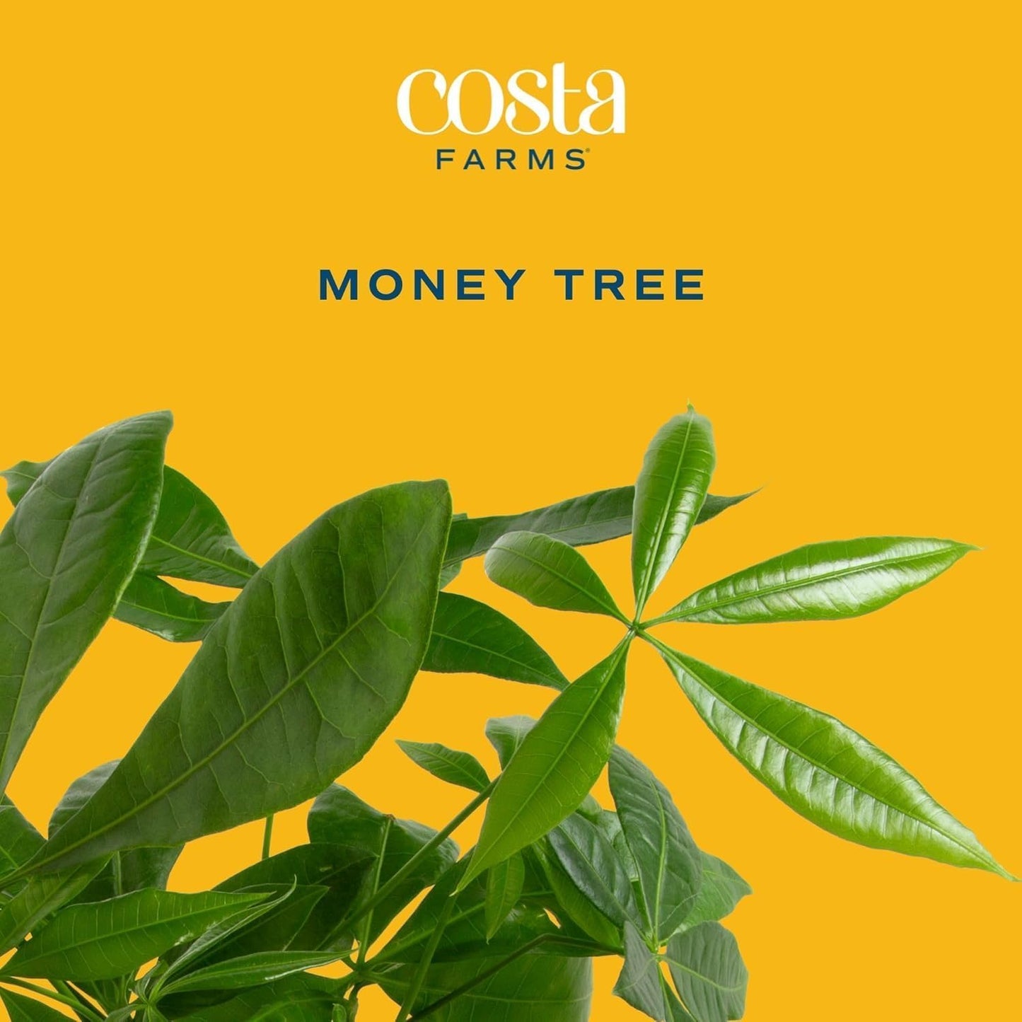 Costa Farms Money Tree Live Plants, Pack of 2 | Easy to Grow Indoor Houseplants in 10-Inch Plant Pots | 3-4 Feet Tall Bonsai | Home, Office, or Room Decor | Birthday, Housewarming Gift