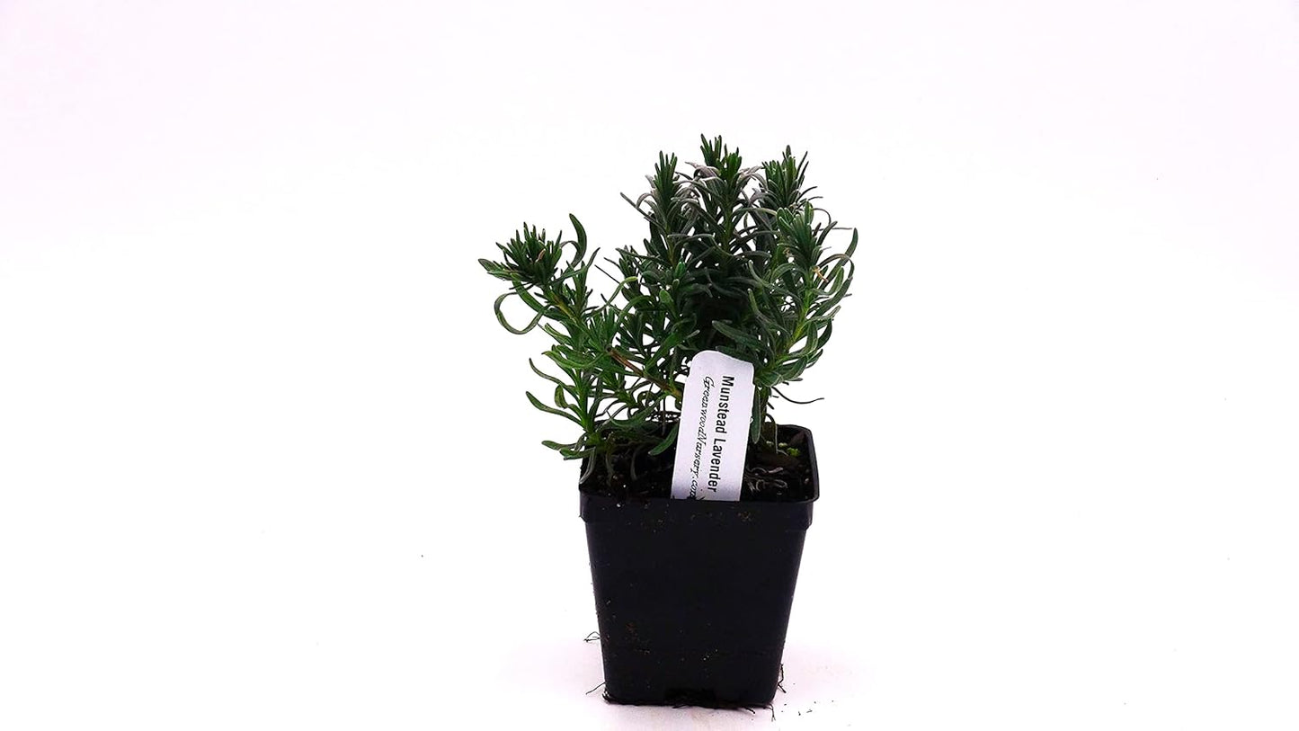 Greenwood Nursery: Live Perennial Plants - Munstead Lavender + Lavandula Angustifolia - [Qty: 1x 3.5 Pot] - (Click for Other Available Plants/Quantities)