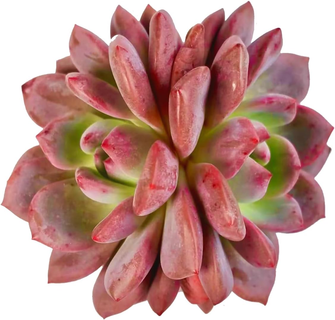 FWPP Live Succulent Echeveria Ariel,3.5 Inches Mini Red Succulents Plants Live,Bare Root Without Pot Soil,Rare House Plants for Gift Party Wedding Garden Baby Shower DIY Decor