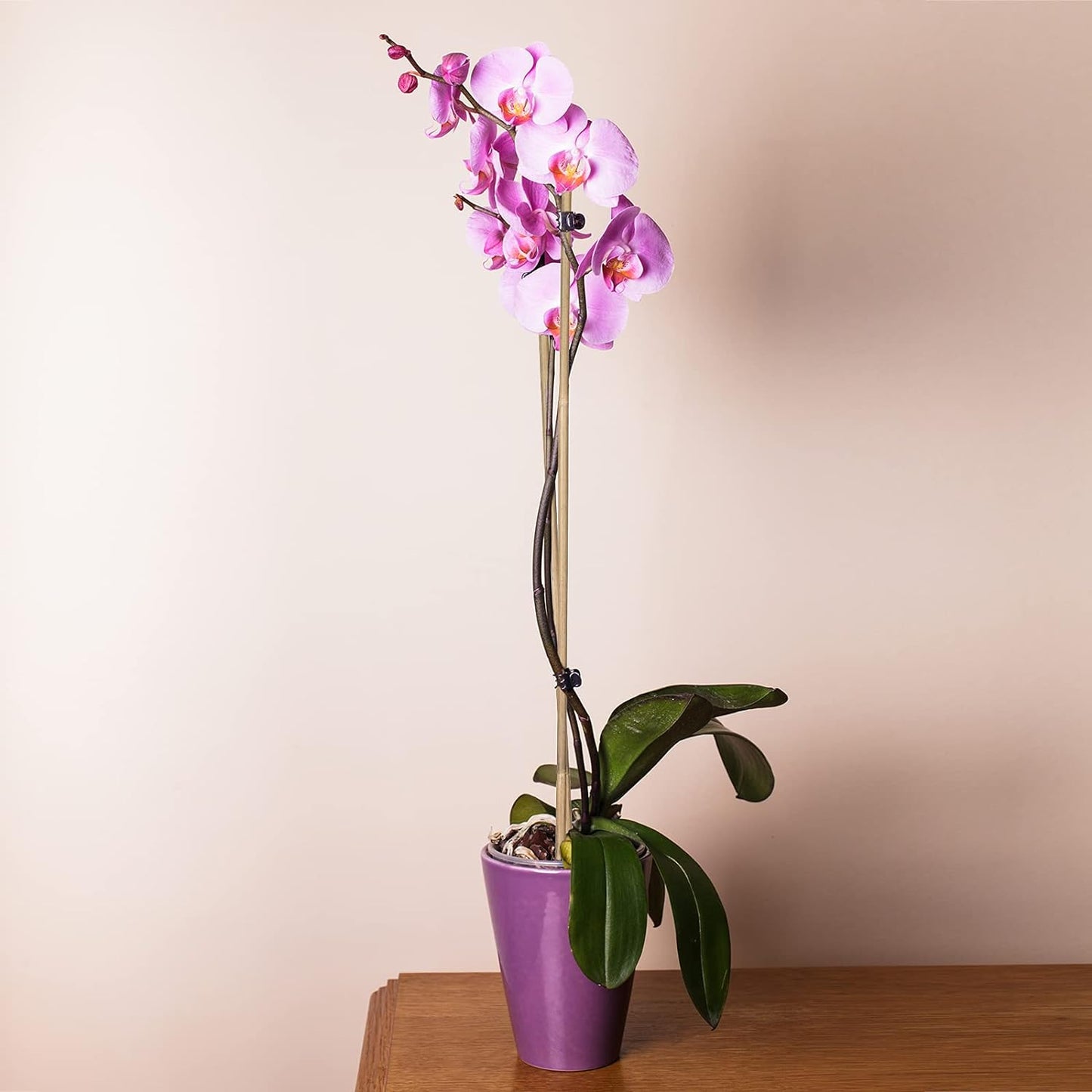 Plant Stakes Natural Garden Bamboo Sticks for Indoor and Outdoor, 20pcs for Tomatoes, Beans, Potted Plants - 18 inches