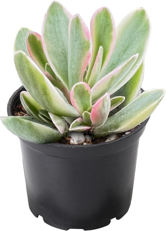 2" Rare Succulent Variegated Money Maker Plant, Live Succulents Plants Fully Rooted in Grower Pots, Unique Gift for Wedding Favor, Party Favor
