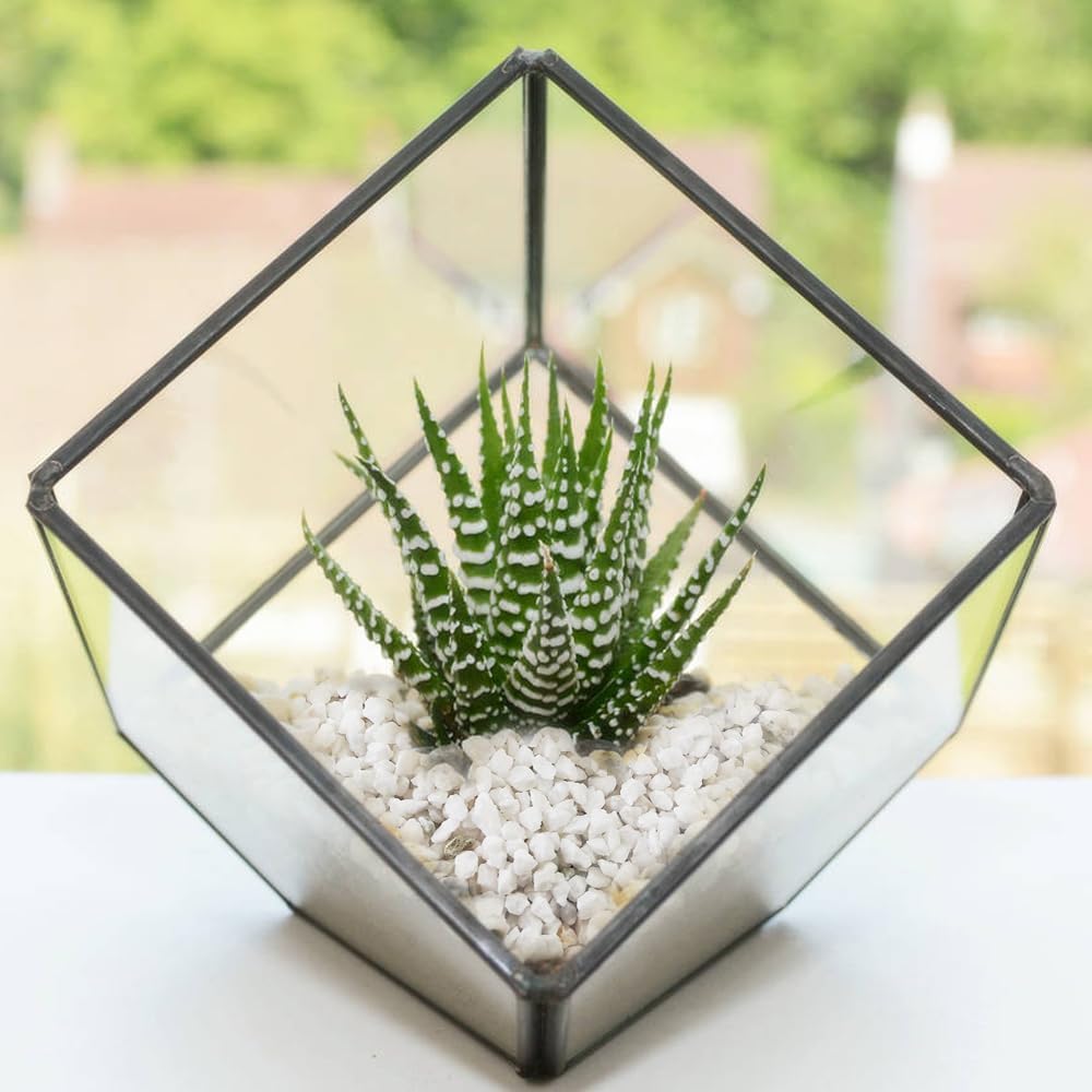 HappyFiller Succulent Cactus Soil Cover Gravels,Indoor Plants Decorative Small Rock,2-5mm Natural White Stones for Aquarium Fish Tank,Grow Media Cultivation Hydroponic Pebbles,1.1 LB