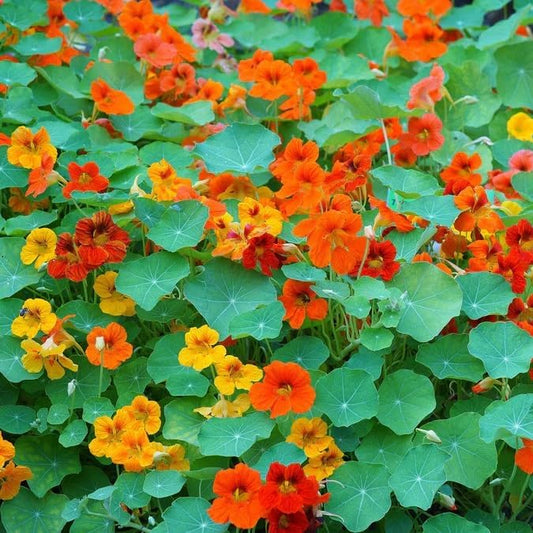 Dirt Goddess Super Seed~ Nasturtium, Tall Trailing Mix Seed~ Tropaeolum majus (1/2 Lb)