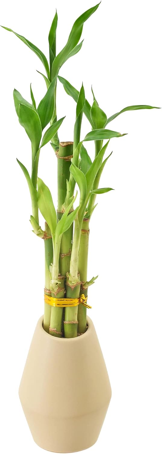 5-Stem Lucky Bamboo, Live Indoor Plant in Dimension II Ceramic Planter for Home, Work, or Gift, Tan ***Cannot Ship to Hawaii***