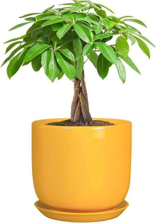 Indoor Plant Pot - 7 Inch Modern Round Ceramic Planter for Indoor Outdoor Plants with Drainage Hole and Saucer, Home Garden Office House Decor, Yellow