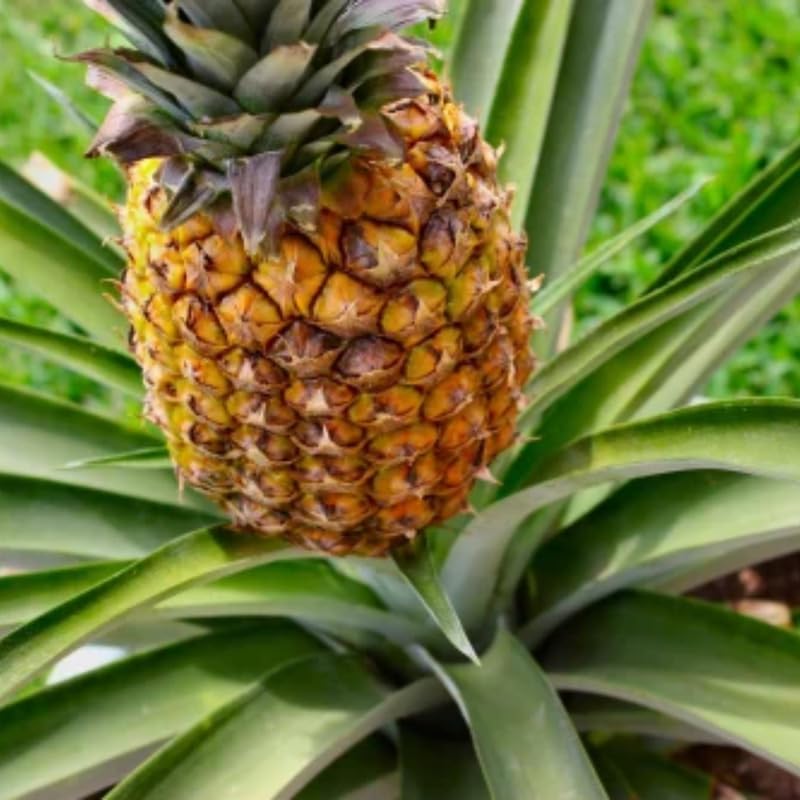 1 Gold Pineapple Plant Live for Planting, Sweet Pineapple Fruit Tree Live Plant 5 to 8 Inch Tall, Pineapple Starter Plants
