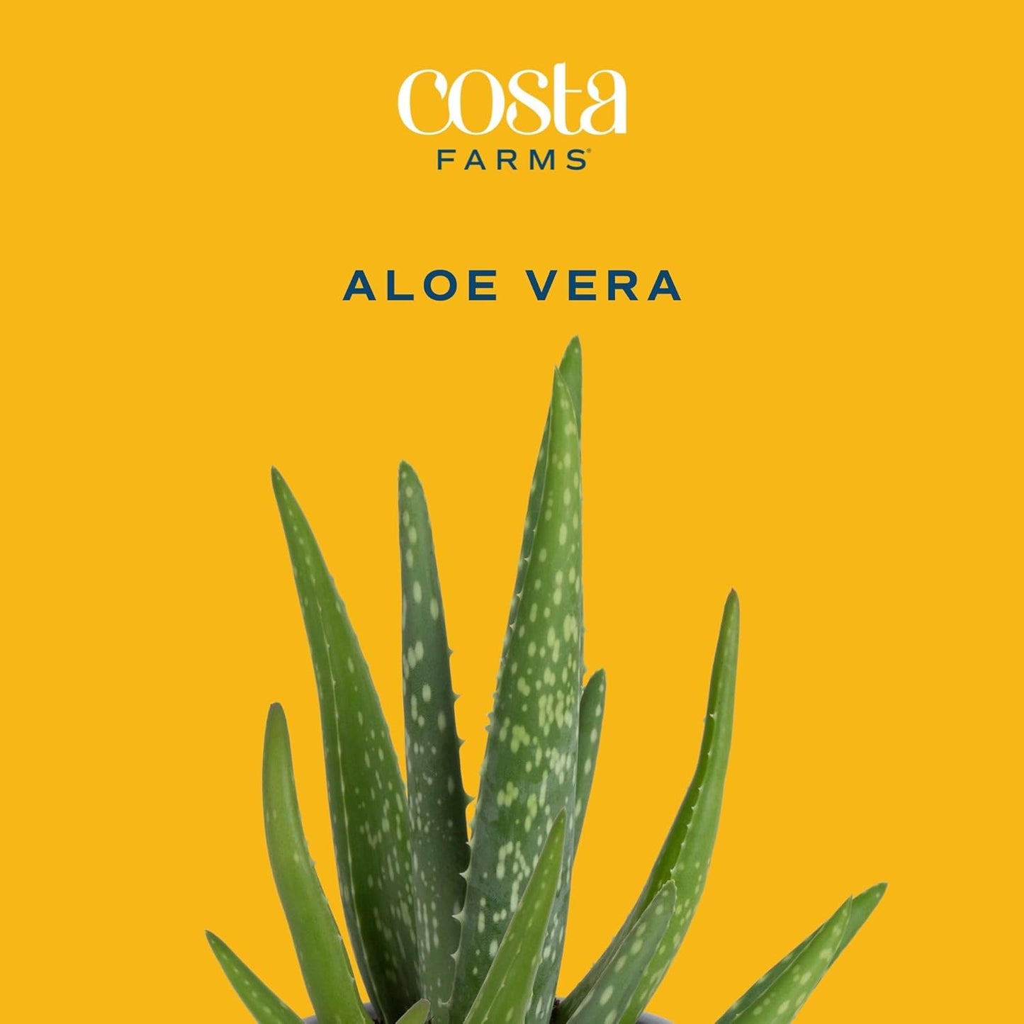 Costa Farms Aloe Vera, Live Succulent Plant, Easy Care Indoor Houseplant in Modern Décor Planter, Room Air Purifier, Tabletop, Office, Desk or Home Décor, Birthday, Gardening Gift, 10-12 Inches Tall