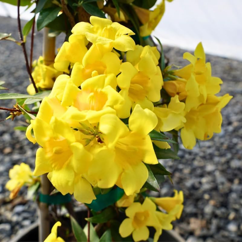 2 Gardenia Jasmine Plants Live, Climbing Jasmine Indoor Outdoor Live, Fragrant, 5-9" in Tall, No Pot, Hardy and Fast-Growing