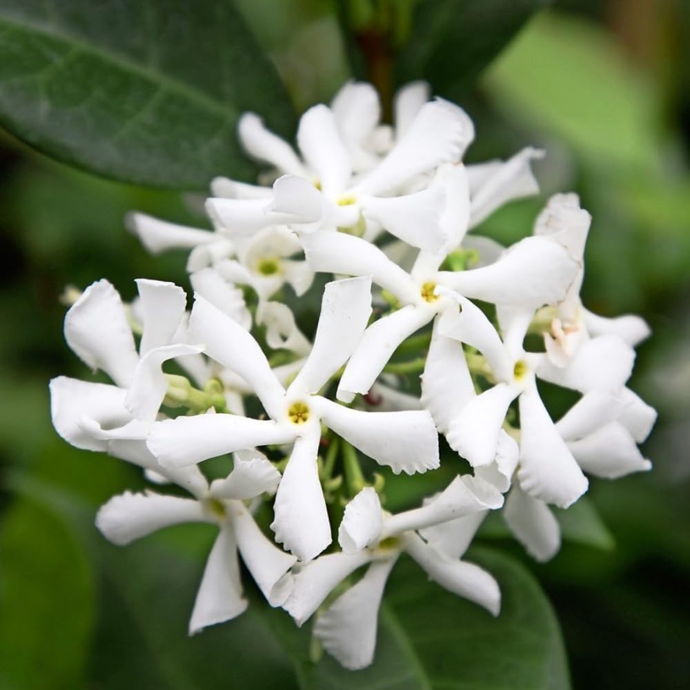 Jasmine Plants Live, Arabian Jasmine Plant Indoor, Fragrant Jasmines Flowers 4 to 7 Inch (Star)