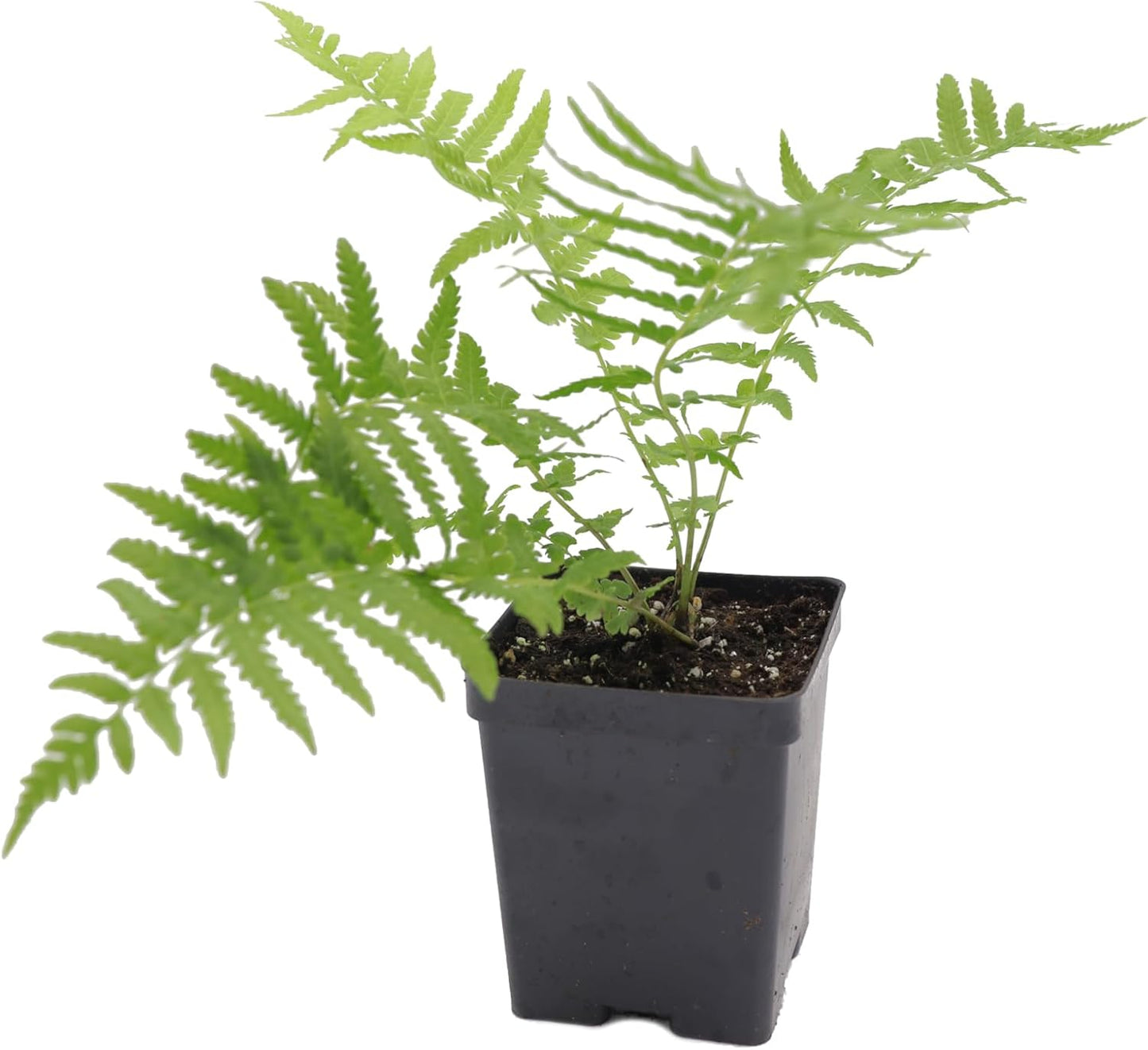 Greenwood Nursery: Live Perennial Plants - Ostrich Fern + Matteuccia Struthiopteris - [Qty: 1x Pint Pot] - (Click for Other Available Plants/Quantities)
