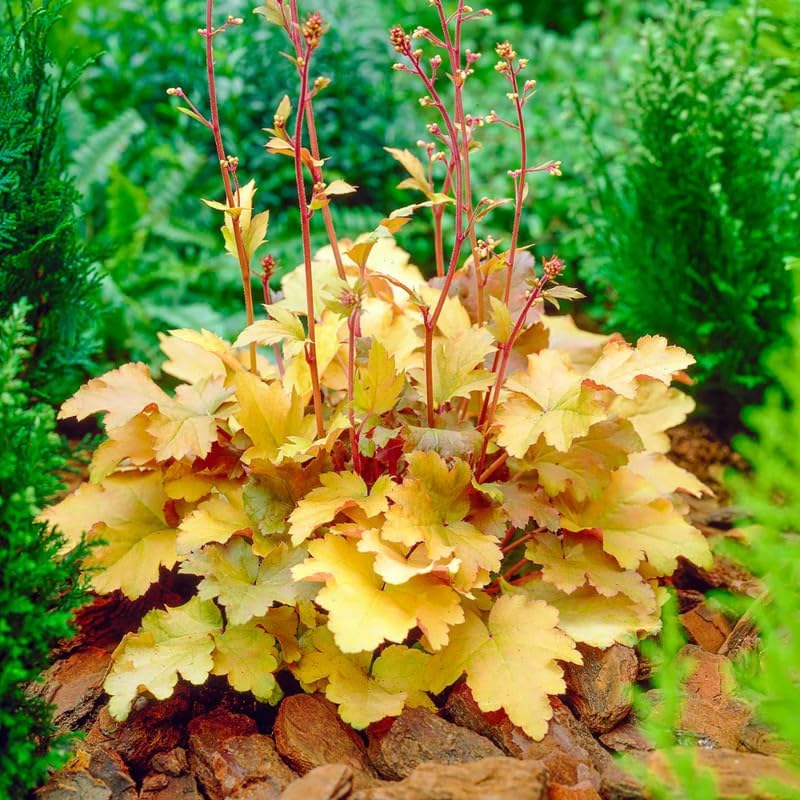 2 Heuchera Live Plants, Coral Bells Red Oragne Yellow Heuchera Perennials for Outdoor Garden, Shade Border, Containers, 4-6” Tall Well-Rooted