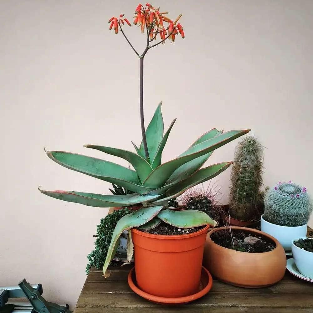 Coral Aloe Plants (Aloe striata) - Live Succulent with Striking Pink Edges and Smooth, Flat Leaves for Indoor/Outdoor Gardening (4 Coral Aloe sacs)