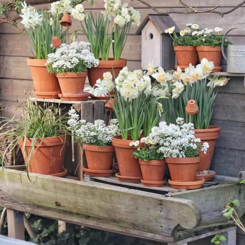 Fcacti 6.5 inch Large Terra Cotta Plant Saucers, Round Pot Drip Trays,Durable Thicker Clay Plant Tray Flower Pot Saucers for Outdoors Indoors Flower Pots and Planters,Pack of 7