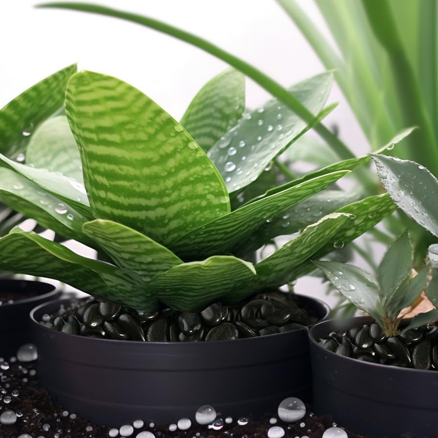 12 LBS River Rocks, StoneCreek, Decorative Garden Stones for Plant Landscaping, Polished Gravel Filler Pebbles for Home Decoration, Vases, Succulents, Flower Beds and Fish Tanks (Black, Medium)