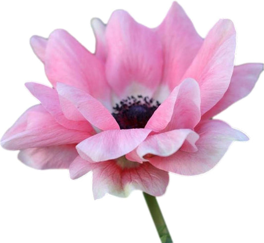 Easy to Grow Anemone Italian Mistral Rosa Chiaro 10 Plant Bulbs - Light Pink Flowers in Spring, Full Sun Outdoor Zones 8-10