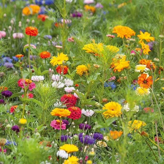 Eden Brothers Jellybean Flower Mixed Seeds for Planting, 1 oz, 30,000+ Seeds with Zinnia, Cornflower, Cosmos, Calendula | Attracts Pollinators, Plant in Spring or Fall, Zones 3, 4, 5, 6, 7, 8, 9, 10