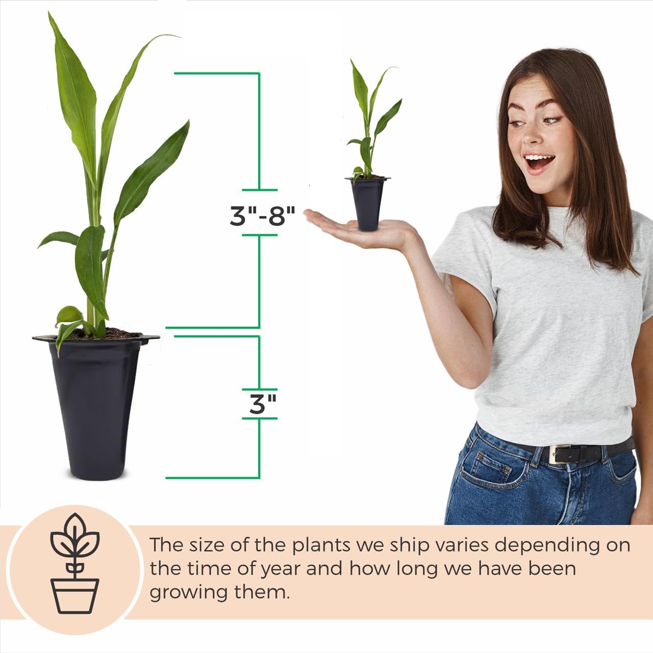 Boesenbergia Chinese Keys (4 Pack) Finger Root/Krachai Ginger Edible Plant Live for Planting| Easy to Grow Plants | Grow Your own Food on Your Edible Organic Garden| Live Ginger for Sale |