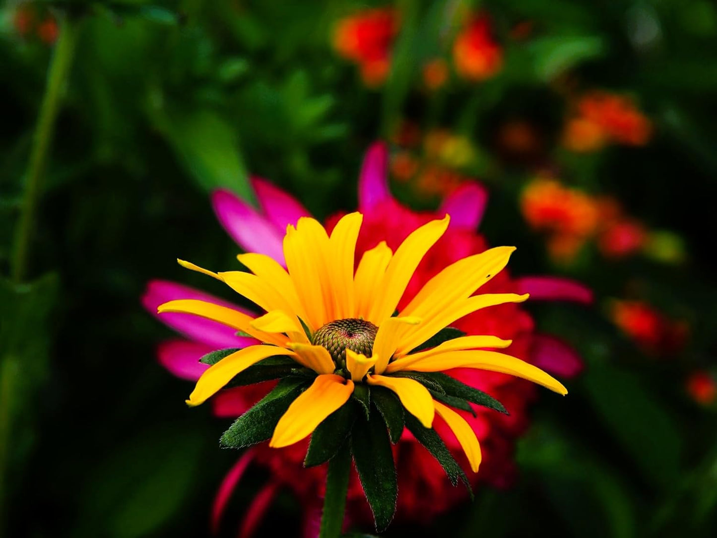 Greenwood Nursery: Live Perennial Plants - Black-Eyed Susan + Rudbeckia Fulgida 'Goldsturm' - [Qty: 1x Pint Pot] - (Click for Other Available Plants/Quantities)