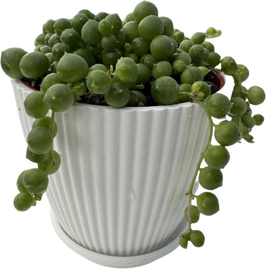 4" String of Pearls with White Stripe Pot, Live Trailing Succulent House Plant for Home Office Wedding Hanging Decoration, DIY Projects, Party Favor