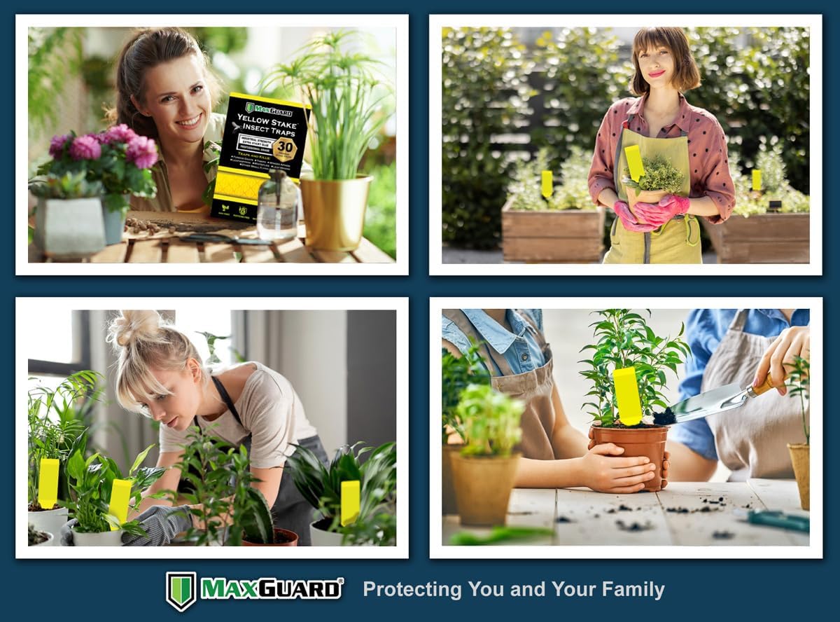 MAXGUARD (30 Pack) Yellow Stake Sticky Insect/Bug Traps - Catch and Kill Fungus Gnats, Whiteflies, Mosquitos, Aphids, Leaf Miners, Flying Insect Catcher Glue Trappers for Indoor or Outdoor