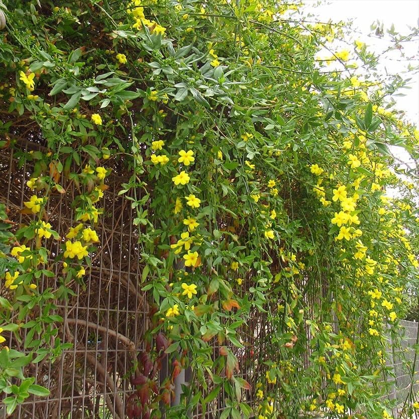 Primrose Jasmine (Jasminum Mesnyi) Live Plant - Fragrant Yellow Blooms. Japanese, Chinese, Asian. Indoor, Outdoor Shrub (4 prim jas Cups)