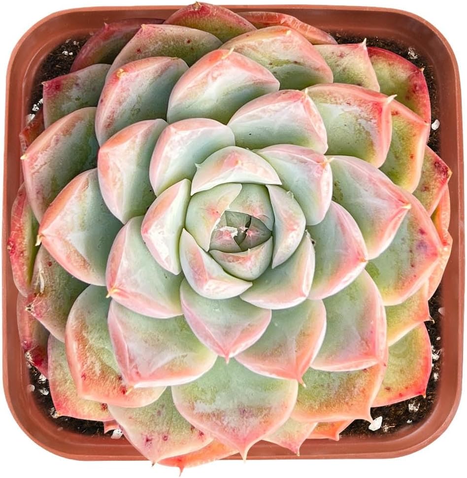 Live Succulent Echeveria 'Red Line Queen', Approx 2-inch Large, Potted Succulents, Fully Rooted, Easy Care House Plants