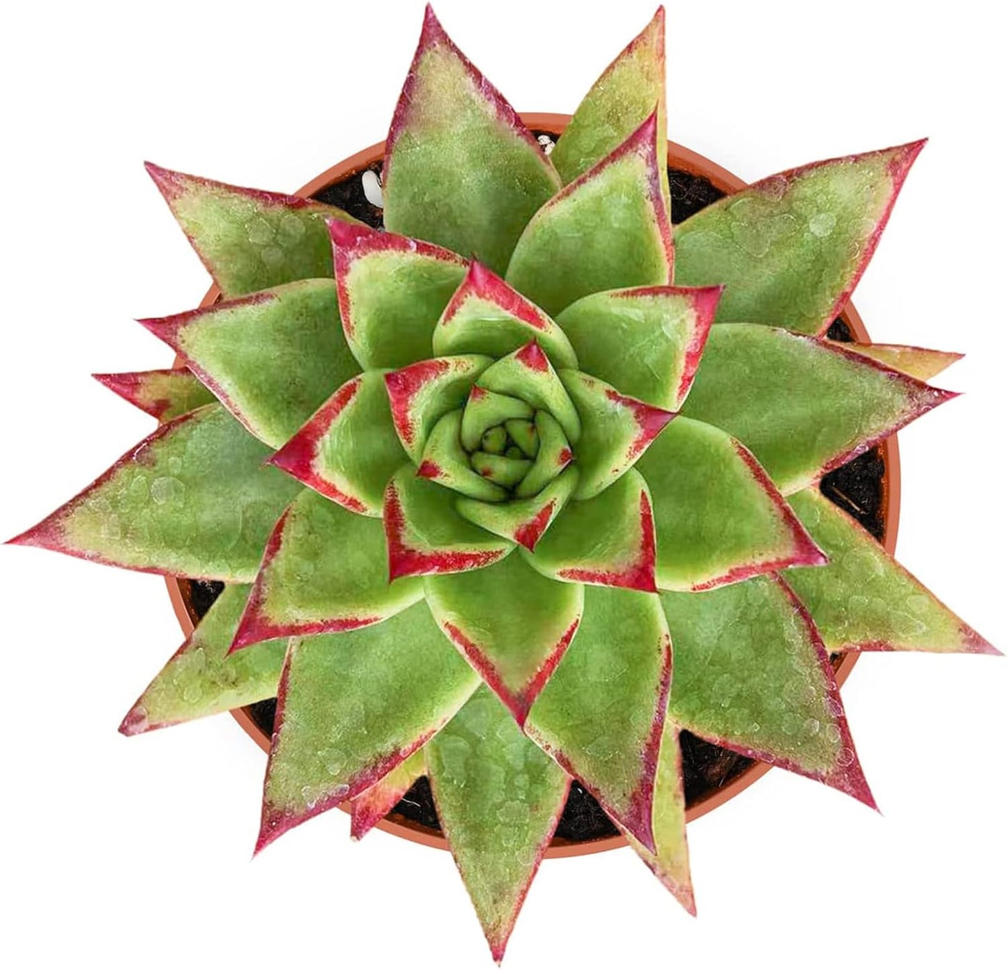 4-inch Succulent Echeveria agavoides 'Lipstick', Live Succulents Plants Fully Rooted in Pots with Soil, Easy-Care House Plants for DIY, Home Office Decoration