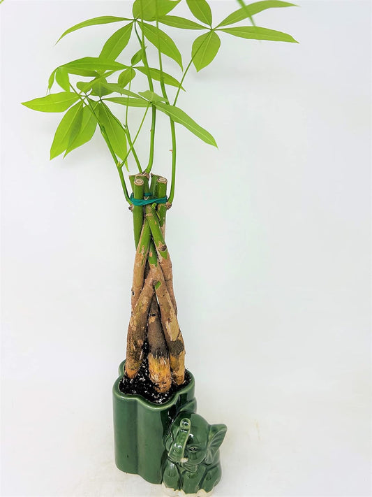 Jmbamboo - Live 10"-12" Money Tree Bonsai-and elephant ceramic pot.