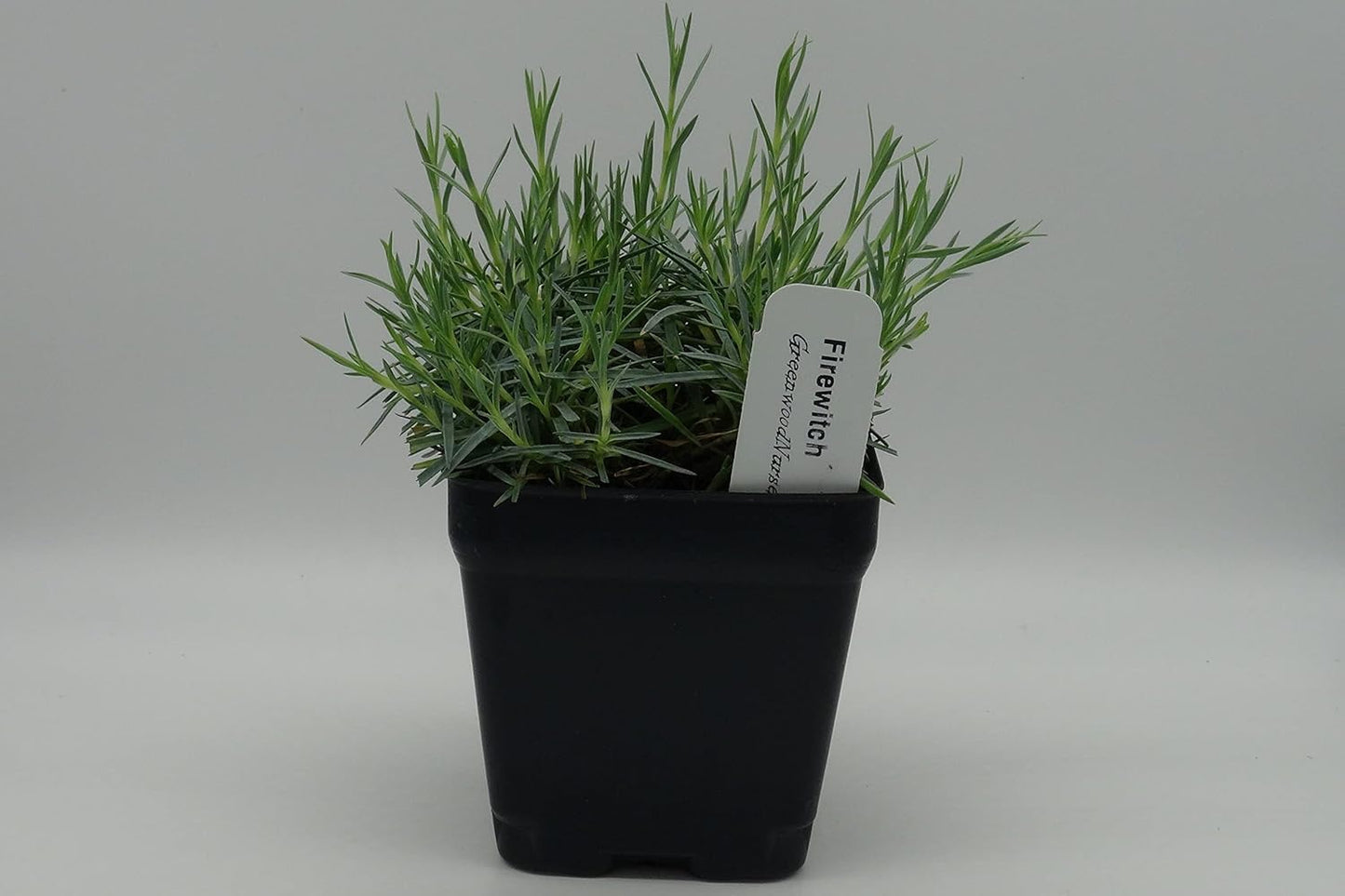 Greenwood Nursery: Live Perennial Plants - Firewitch + Dianthus Gratianopolitanus - [Qty: 5X 3.5 Pots] - (Click for Other Available Plants/Quantities)