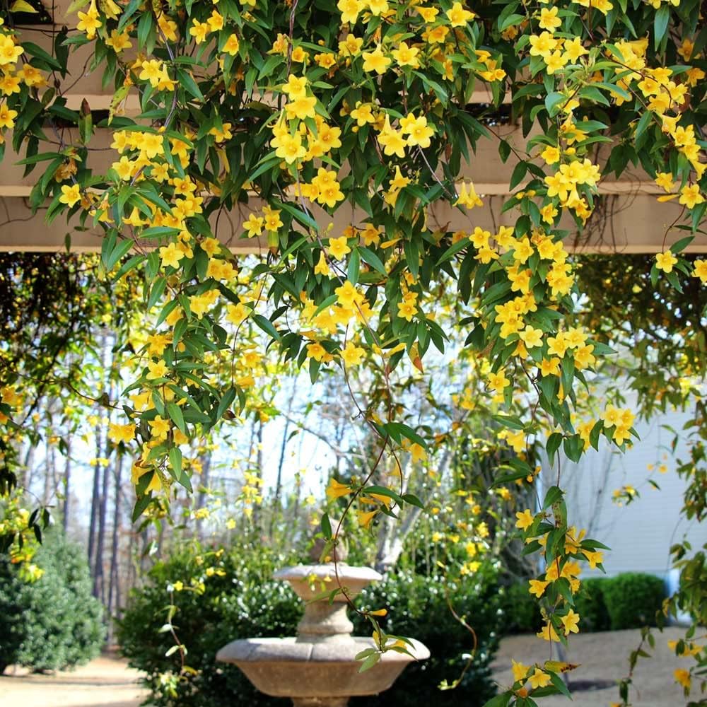 Carolina Jasmine Plant, Live Evergreen Vine, Fragrant Yellow Blooms, Fast Growing Climber for Trellis, Fences, or Arbors - Gelsemium sempervirens - 2 Cups