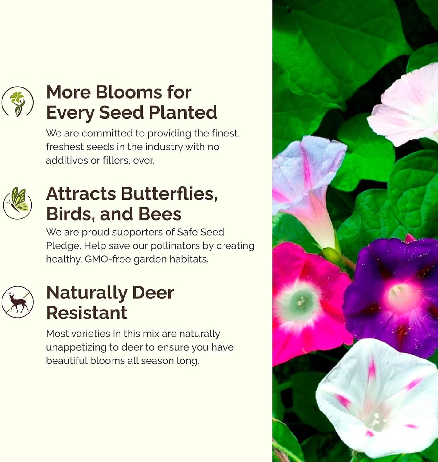 Eden Brothers Top O The Morning Flower Mixed Seeds for Planting, 1 lb, 480,000+ Seeds with Morning Glory, Moonflower | Attracts Pollinators, Plant in Spring or Fall, Zones 3, 4, 5, 6, 7, 8, 9, 10