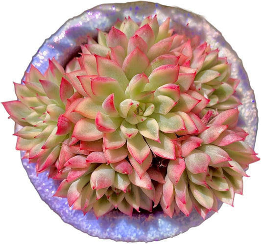 FWPP Live Succulent Echeveria Mebina Variegata,3.5 Inches Mini Succulents Plants Live,Bare Root Without Pot Soil,Clustered Live Plants,House Plants for Gift Party Wedding Garden Baby Shower DIY Decor