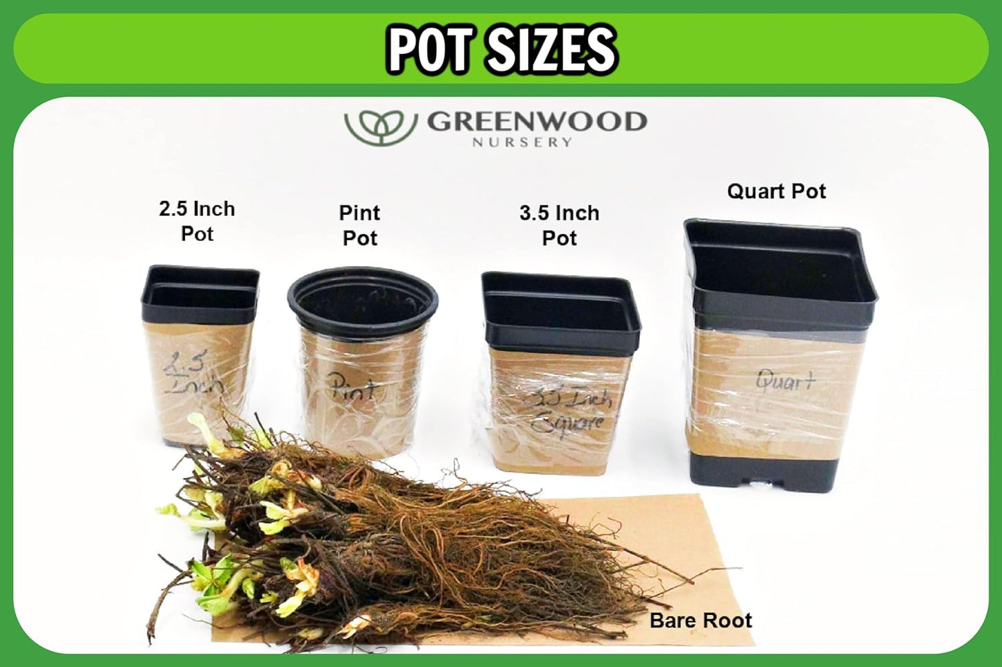 Greenwood Nursery: Live Perennial Plants - 'Red Fox' Spiked Speedwell + Veronica Spicata - [Qty: 10x Pint Pots] - (Click for Other Available Plants/Quantities)
