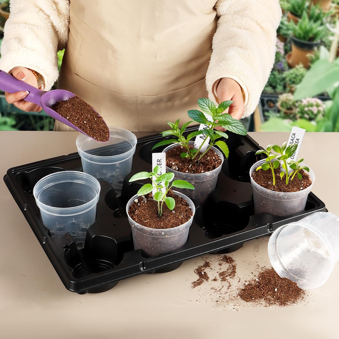 4 Inch Clear Nursery Pots for Plants, Plastic Plant Pot with Drainage Holes, Sturdy Seed Starter Pots, Small Transparent Seedling Pots with Plant Labels and Soil Screens, Gardening Gifts(30 Pack)