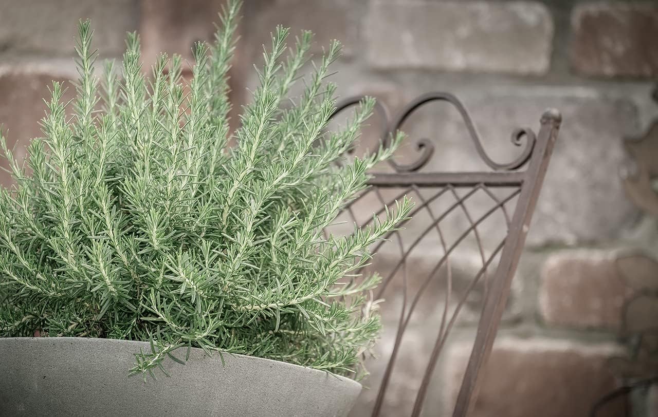Greenwood Nursery: Live Perennial Plants - Creeping Rosemary + Rosmarinus Officinalis Prostratus - [Qty: 1x 3.5 Pot] - (Click for Other Available Plants/Quantities)