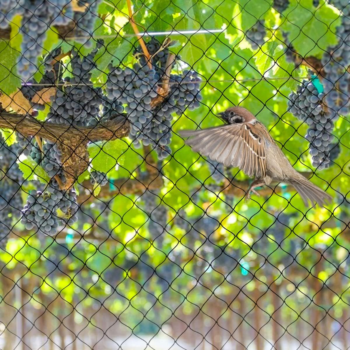 OGORI 25' x 25' Bird Netting Heavy Duty Nylon 3/4" Mesh Garden Netting Protect Fruit Trees, Plants and Vegetables