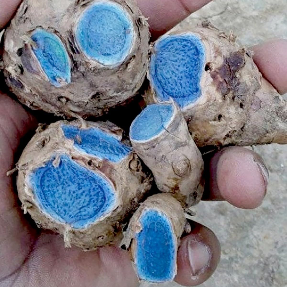 Premium Live Black Turmeric (Curcuma caesia) Plants - Rare Herbal Medicinal Plant, Perfect for Home Gardens (4 Black Turmeric Cups)