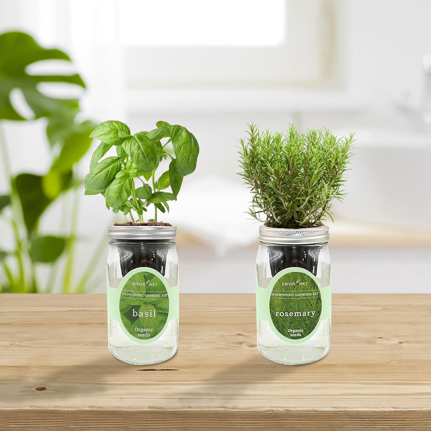 2-Pack Hydroponic Mason Jar Herb Garden Kit, Indoor Herb Garden Self-Watering Starter Kit (Cilantro,Mint)
