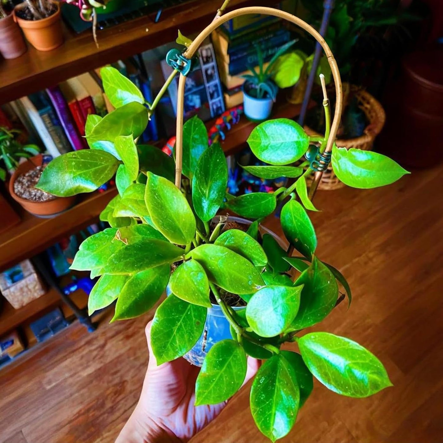 Indoor Plant Trellis for Climbing Plants 16in, 6 Pack Arch Bamboo Trellis for Potted Plants