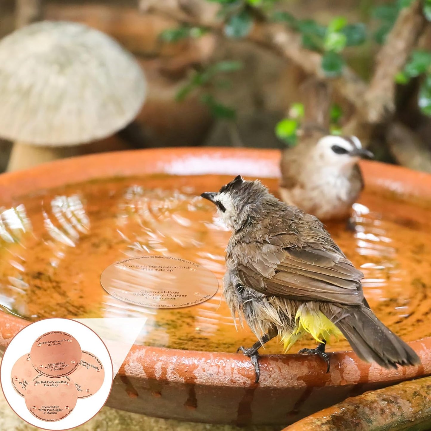 2 Pcs Bird Bath Copper Disk, 0.6mm Thick Reinforced 99.99% Pure Copper Birdbath Purification Disk, with 4 Point Support for Outdoor Birdbaths Bowls Cleaner, 4 Inch (Classic)