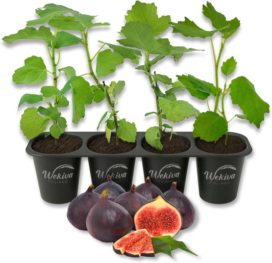 Ischia Fig Tree - 4 Live Starter Plants - Ficus Carica - Edible Fruit Tree for The Patio and Garden