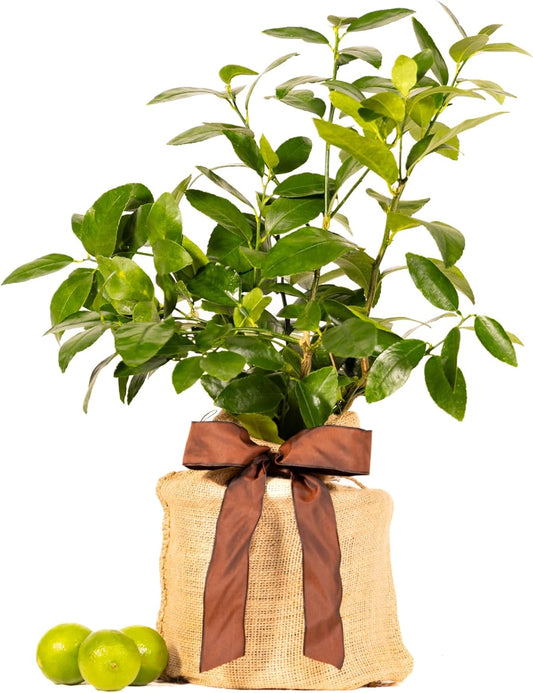 Father's Day Live Persian Lime Tree Gift, Dwarf Citrus Tree, Easy to Grow, Indoor/Outdoor, Unique Gift for Dad, Home Gardeners, by The Magnolia Company, Can't Ship to CA, AL, AZ, LA, TX